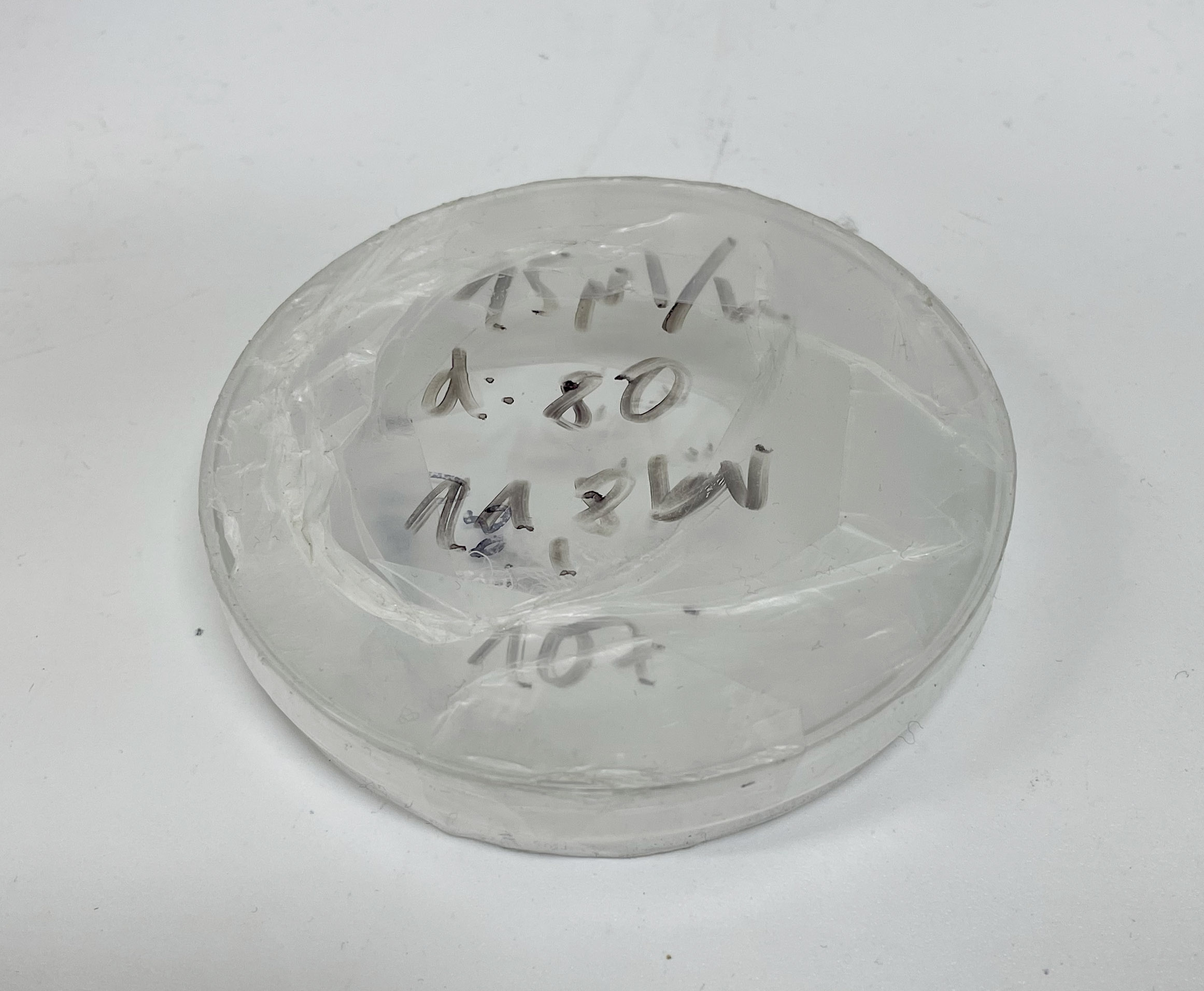 Scaffolds in Petri Dish
