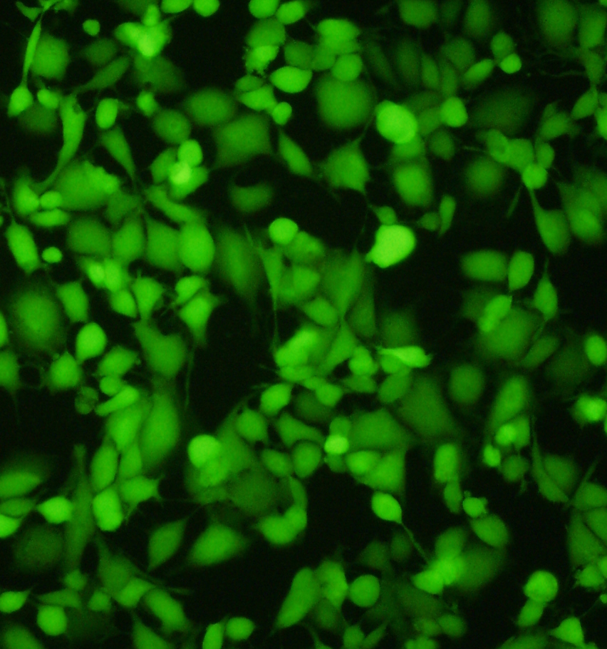 Calcein image via APB Biosciences