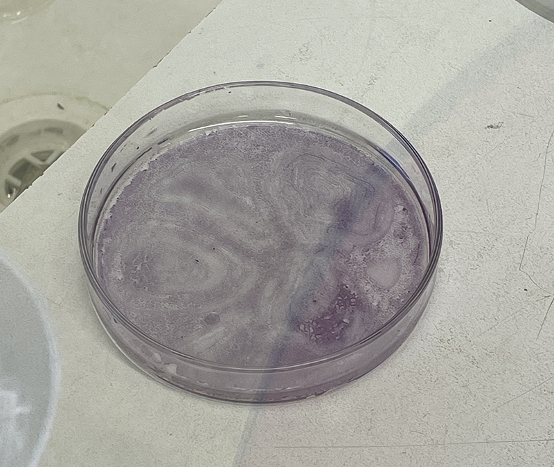 Hematoxylin Stained Dish