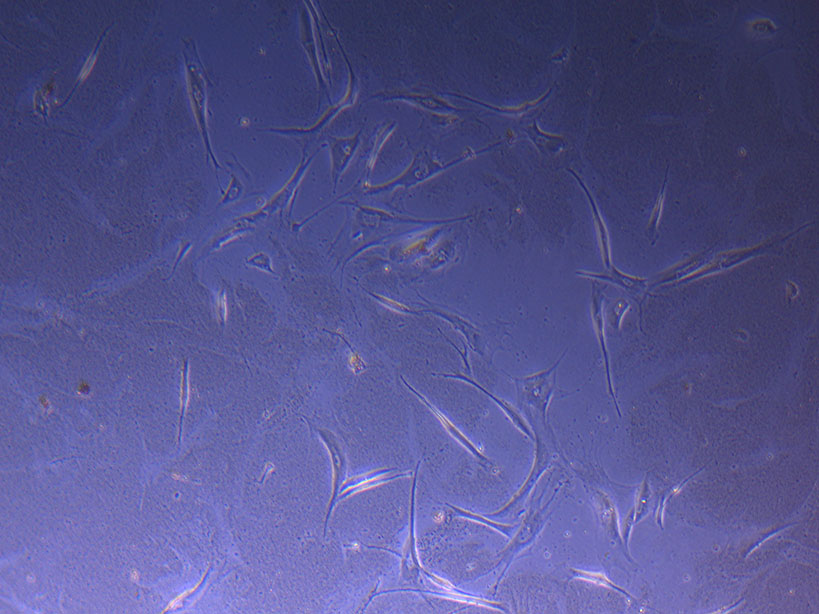 Org plated cells 2