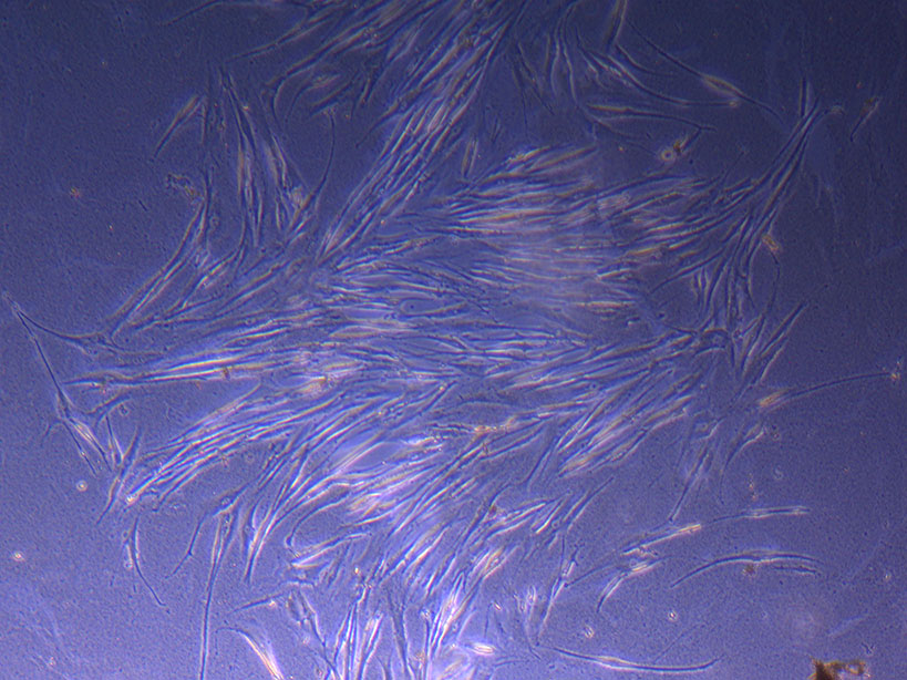 Org plated cells 3