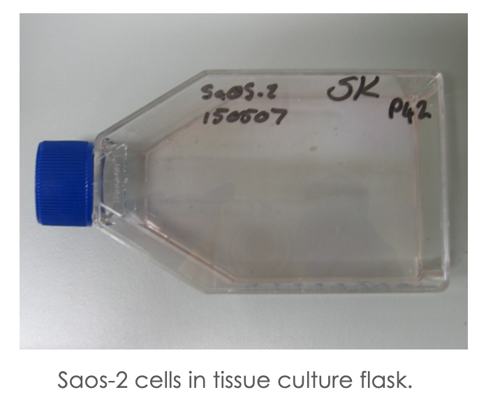 Soas-2 Cells