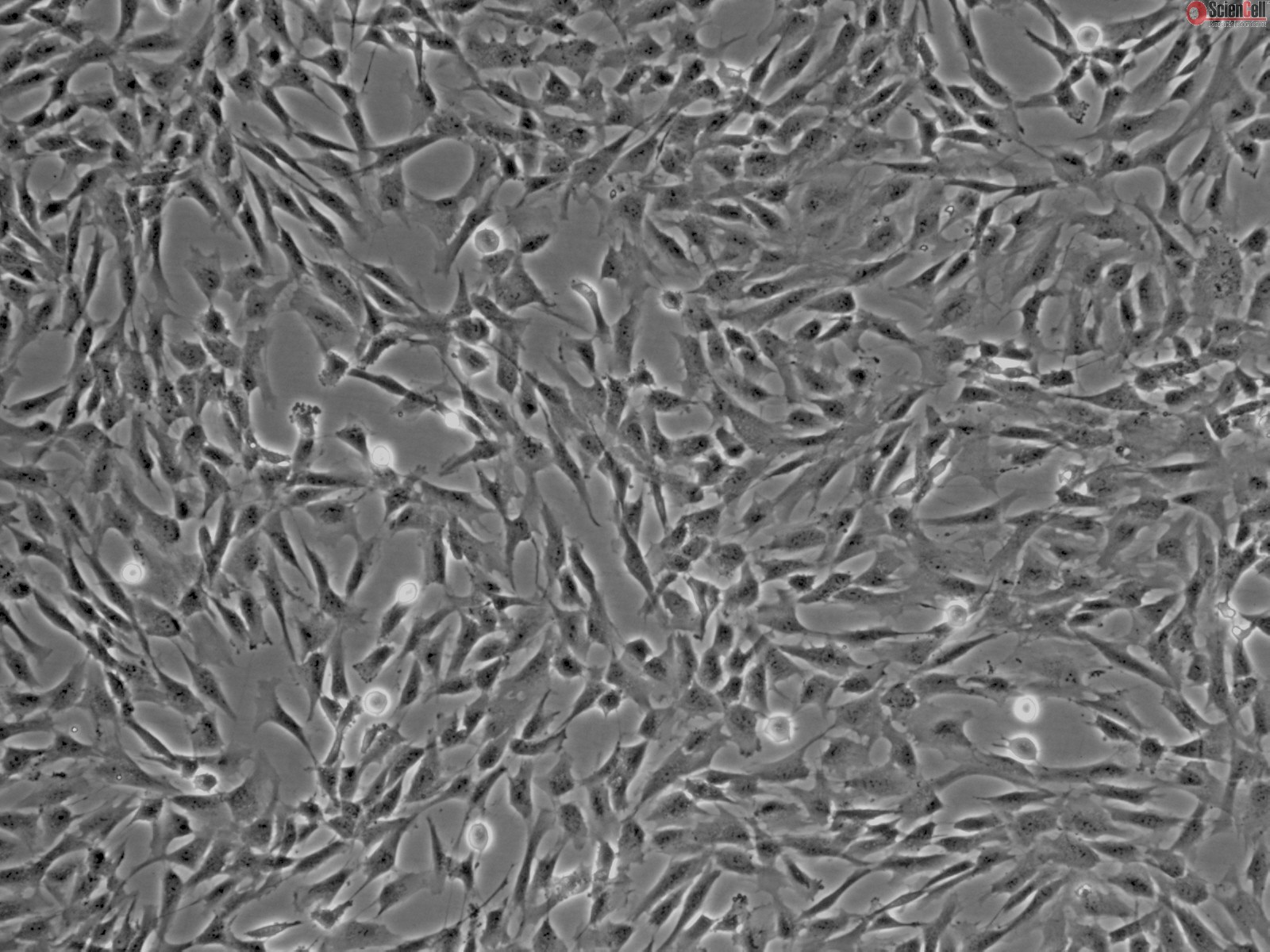 HBVP Cells - via ScienCell