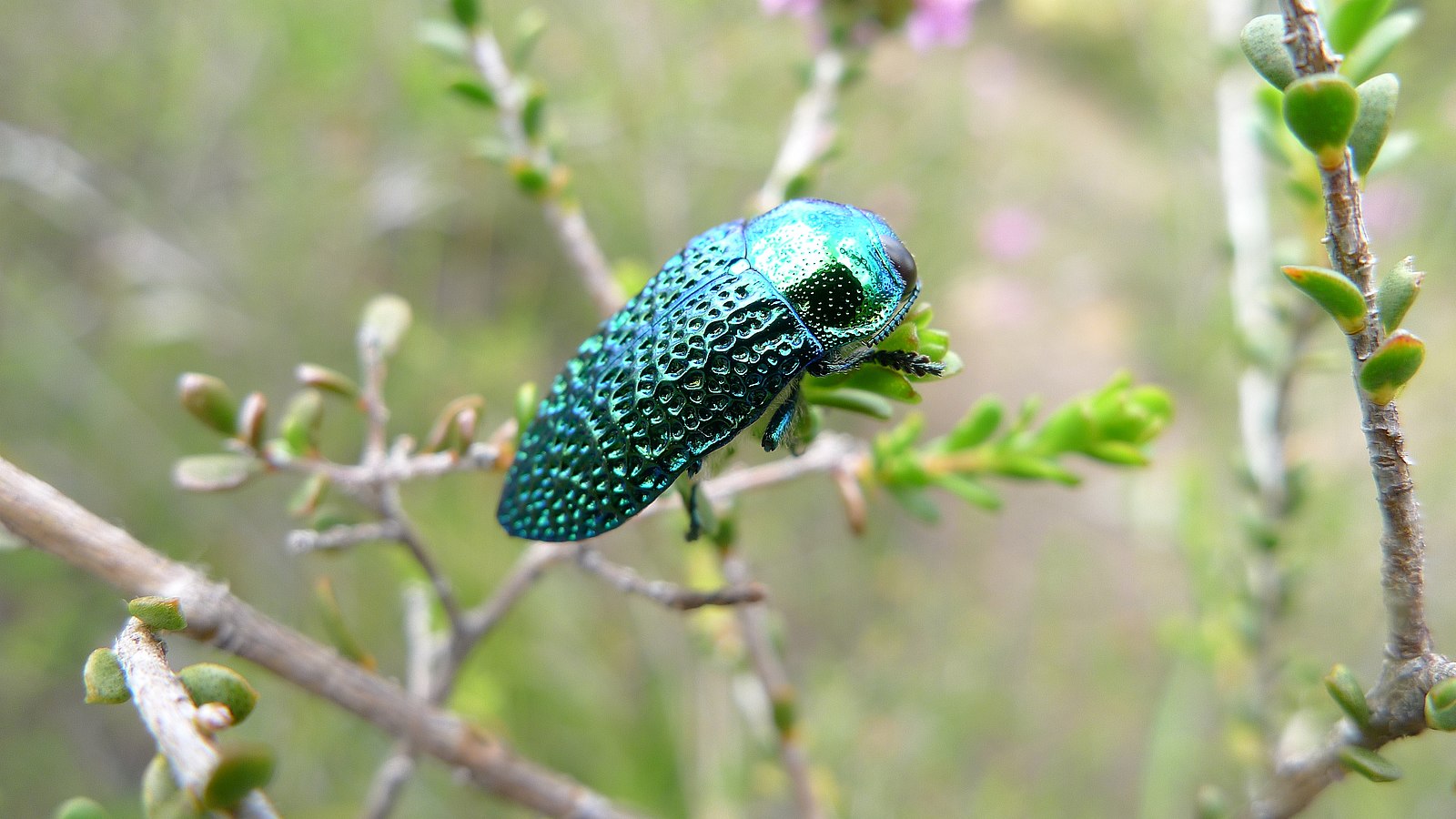 Jewel Beetle