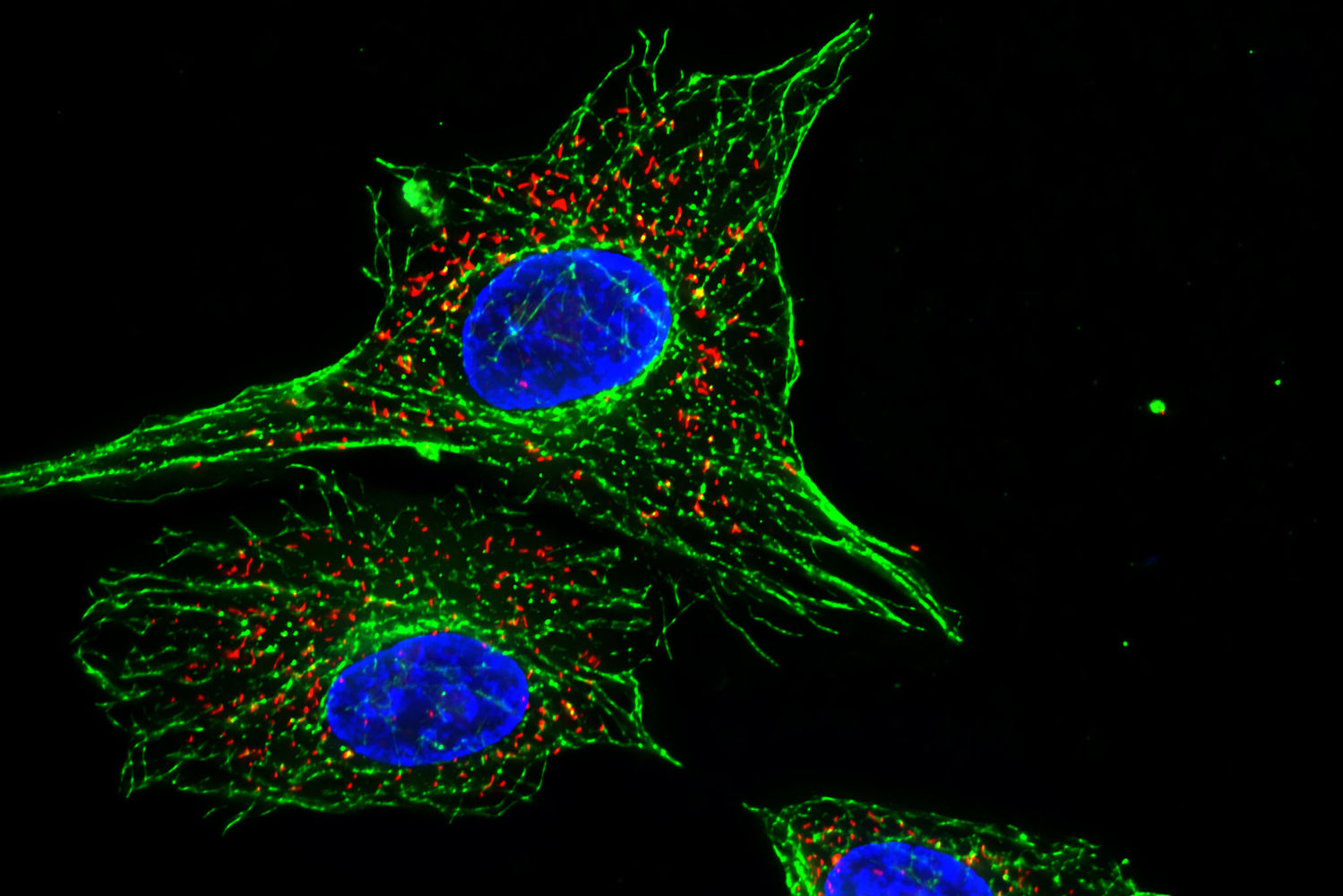 Fluorescently labelled cell via Leica