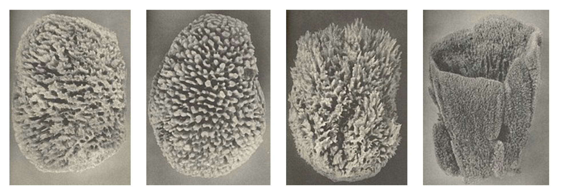 Sponges from Wikimedia