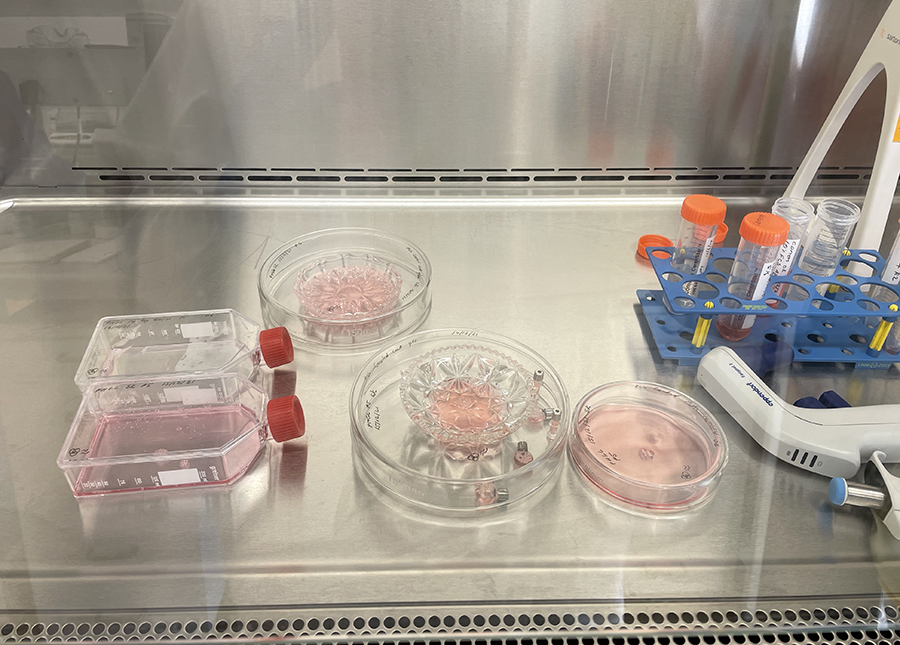 Cut glass dishes with cells ready for incubation