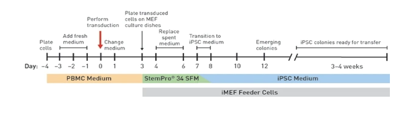 CytoTune - Reprogramming Timeline